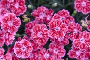 Dianthus 'Red Rouge' New 2023